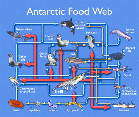 Antarctic Ocean (Southern Ocean) foodweb (Illustration courtesy of the... | Download Scientific ...