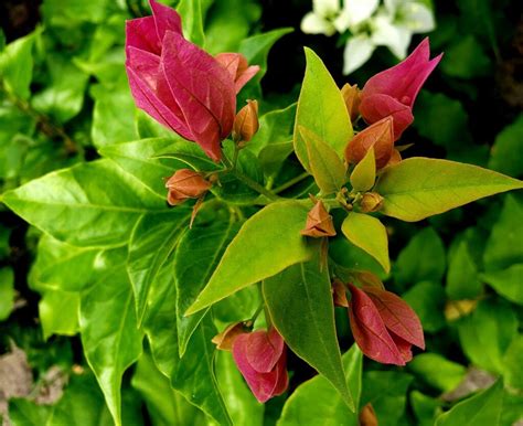 Dark Pink Bougainvillea – Guyana Garden