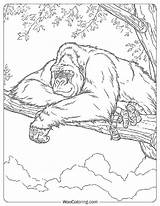 100  Gorilla coloring Pages Free PDF To Print Woo Coloring sketch template