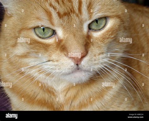 Yellow striped cat with green eyes sitting in the sun Stock Photo - Alamy