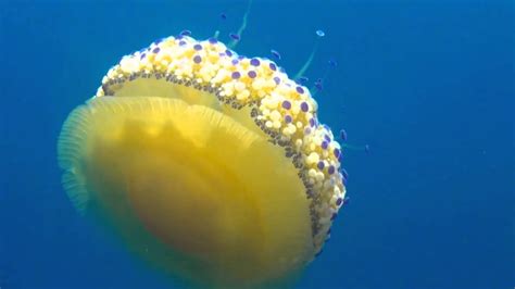 Fried Egg Jellyfish - Cotylorhiza tuberculata - YouTube