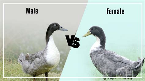 Blue Swedish Duckling Male Vs Female (7 Differences)