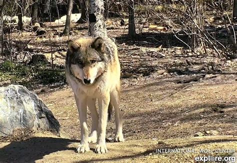 International Wolf Center will reopen Monday, June 22 - Northern Wilds ...