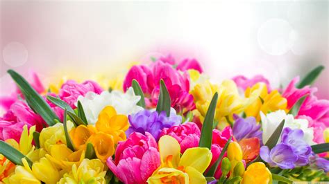 Spring Flowers Wide Wallpapers - Wallpaper Cave