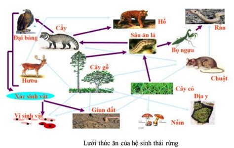 Lý thuyết - Bài 50 Hệ sinh thái - Sinh học 9