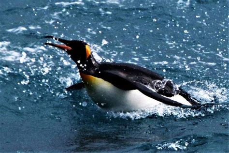 King Penguin Swimming | Focusing on Wildlife