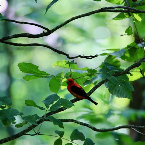 Scarlet Tanager - Bird Watching Academy