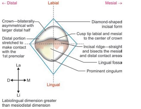 Permanent maxillary canine l tooth crown & root morphology revision for dental students - WikiDentia