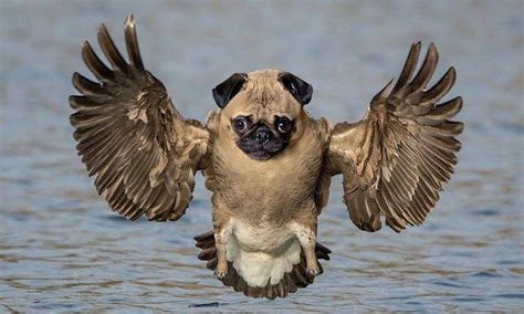 TOP 26 funny photoshopped photos of two animals combined together