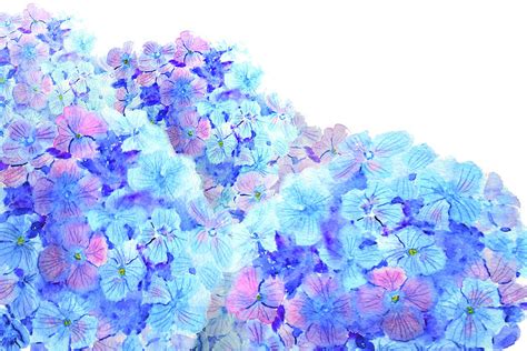 Mountain Of Hydrangea Watercolor Painting by Color Color - Fine Art America