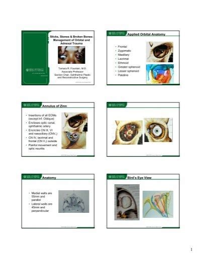 Applied Orbital Anatomy Annulus of Zinn Anatomy Bird's Eye View