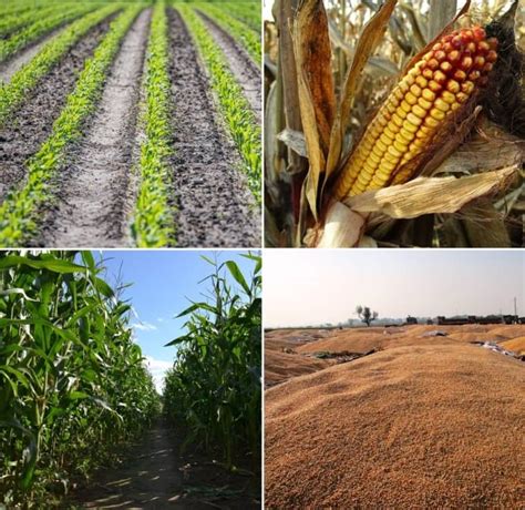 Maize Cultivation Income (Corn), Cost, Yield, Profit | Agri Farming