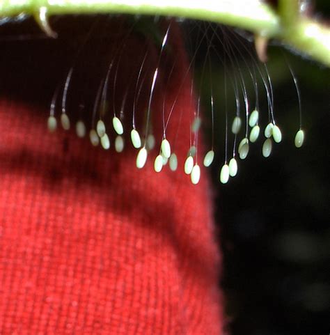 Lacewing eggs under rosebush leaf - BugGuide.Net