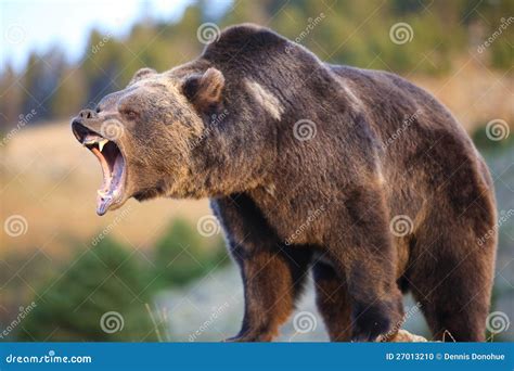 Grizzly Bear Growling Stock Photo - Image: 27013210