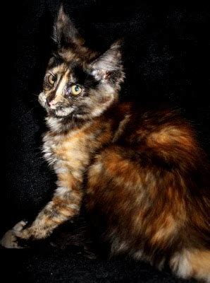 Black Calico Cat Picture