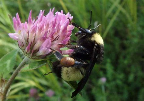 Disappearing bumblebee species under threat of extinction - ScienceBlog.com