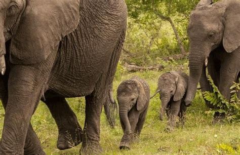 Twin Baby Elephants | Elephant, Elephant behavior, African wildlife