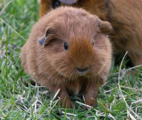 Super Fluffy Guinea Pig