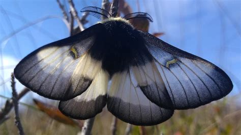 Species Spotlight: Saving the Bog Buck Moth • The Revelator