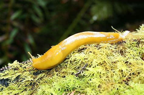 The World's Most Stunningly Yellow Animals - WorldAtlas