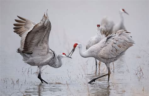 The Sandhill Cranes in Nebraska Are so Much Cooler Than You’d Think