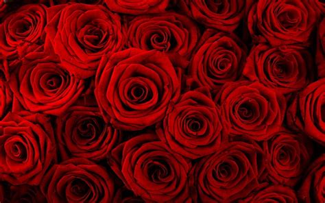 🔥 [72+] Red Rose Backgrounds | WallpaperSafari