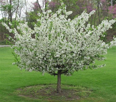 Sargent Crabapple | Crabapple tree, Crab apple, Landscaping trees