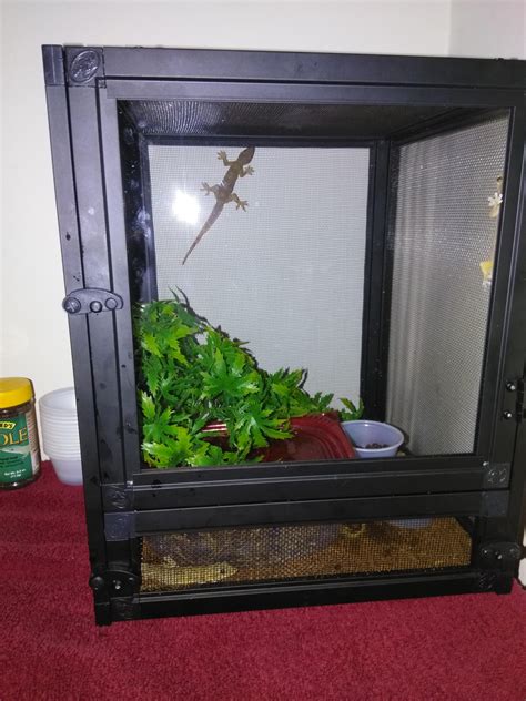 House gecko habitat! food for my snakes! : r/reptiles