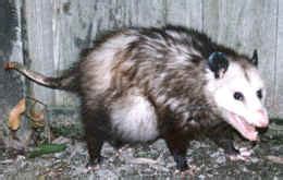 Opossum Defense Mechanisms | Opossum Society of the United States (OSUS)