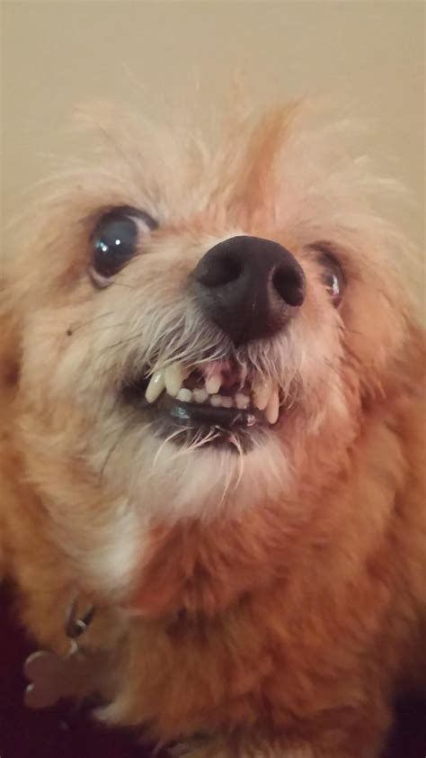 Snaggletooth! Smile for the camera! : r/aww