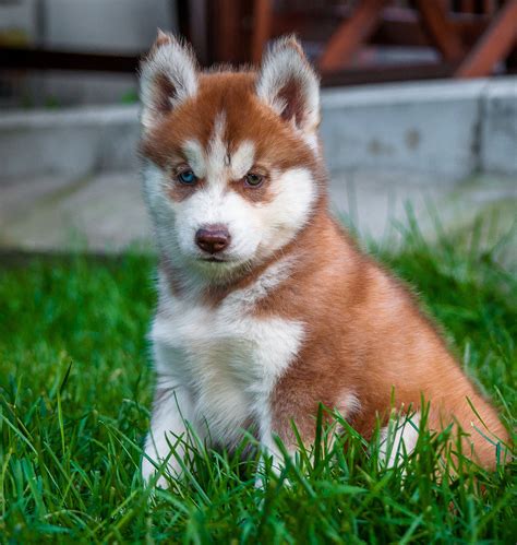 Red Huskies With Blue Eyes