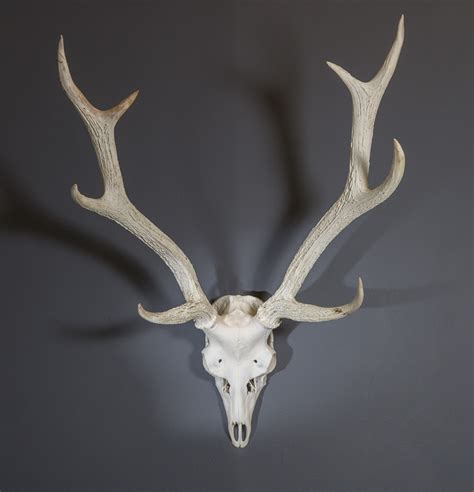 Formosan Sika Deer Antlers for sale - Archive - Antlers Horns and Skulls UK