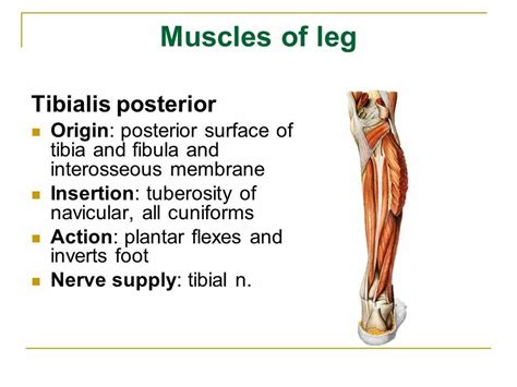 Tibialis Posterior Muscle