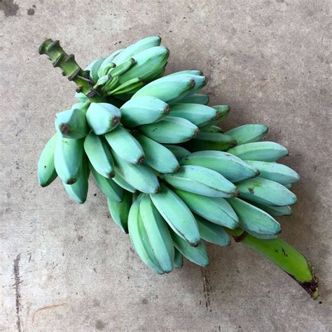 You Can Grow These Delicious Blue Java Bananas Taste Like Vanilla Ice Cream