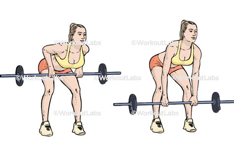 Bent Over Barbell Rows – WorkoutLabs Exercise Guide