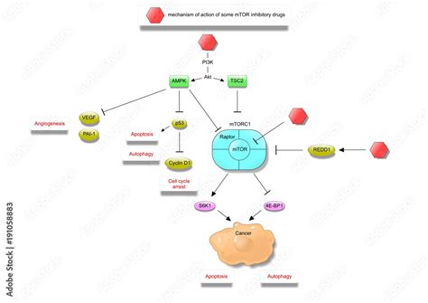 mechanism of action of some mTOR inhibitors Stock Illustration | Adobe Stock