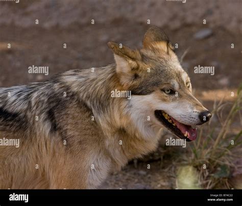 The endangered Mexican Gray Wolf Canis lupus baileyi possibly now ...