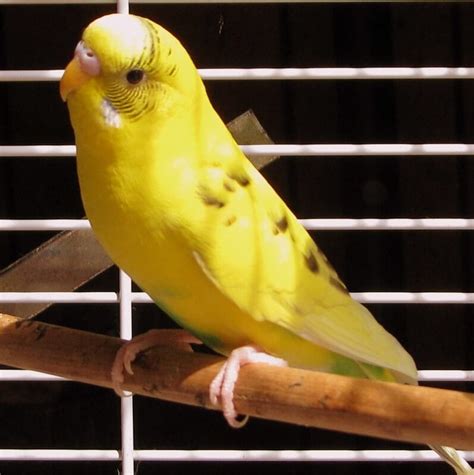 Parakeet Names – The 500 Most Popular Names for Parakeets