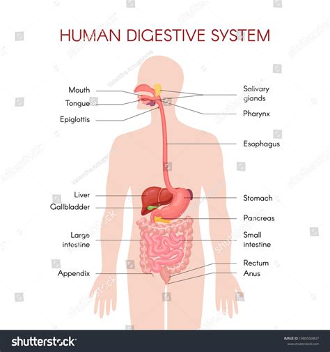 De onthullende waarheid over het anatomie maag darmstelsel - Ontdek nu!