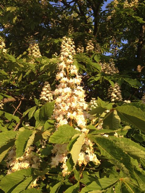 Horse chestnut tree in spring bloom! | Horse chestnut trees, Chestnut ...