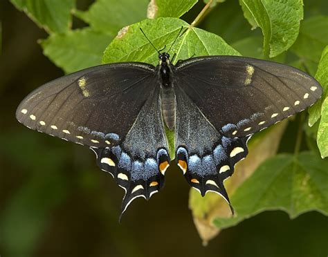 Black Swallowtail: Facts, Characteristics, Habitat and More - Animal Place