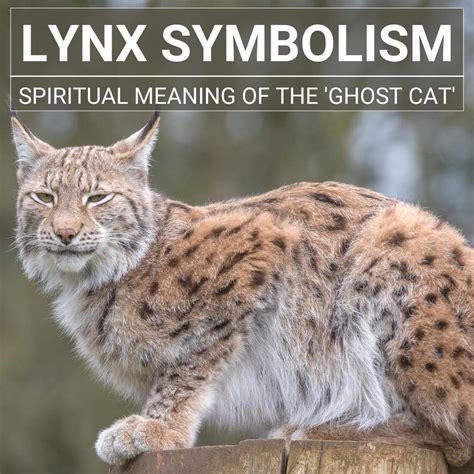 Lynx Symbolism: The Spiritual Meaning Of The 'Ghost Cat'