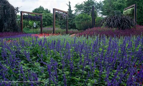 Sage Advice: Plant salvia for a deer-resistant garden