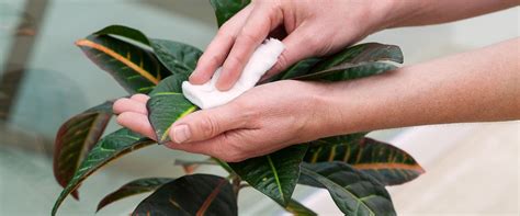 How To Identify And Control Whitefly