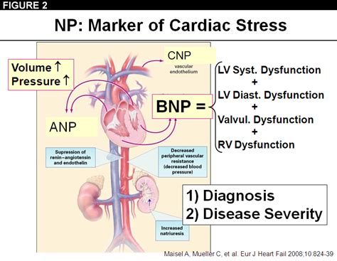 Which Marker is the Best for Assessing Acute Heart Failure or Does it ...