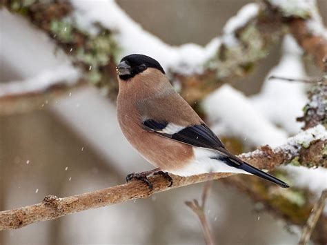 Eurasian bullfinch female Photograph by Jouko Lehto | Fine Art America