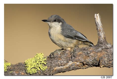 PYGMY NUTHATCH