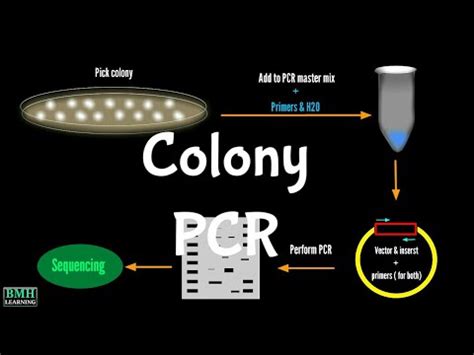 Colony PCR | Screening Bacterial Colonies With PCR | - YouTube