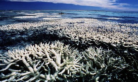 The Observer view on the destruction of the world’s great coral reefs ...