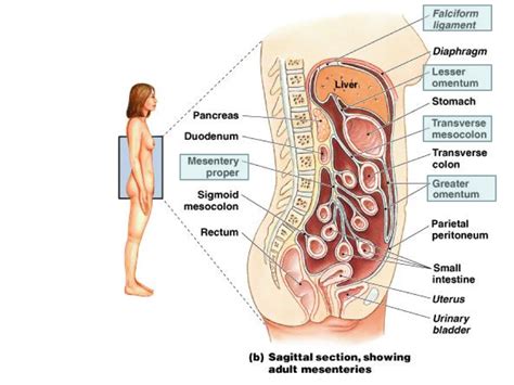 Mesenteries Diagram | Quizlet